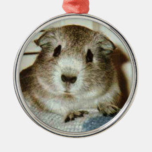 guinea pig christmas ornament