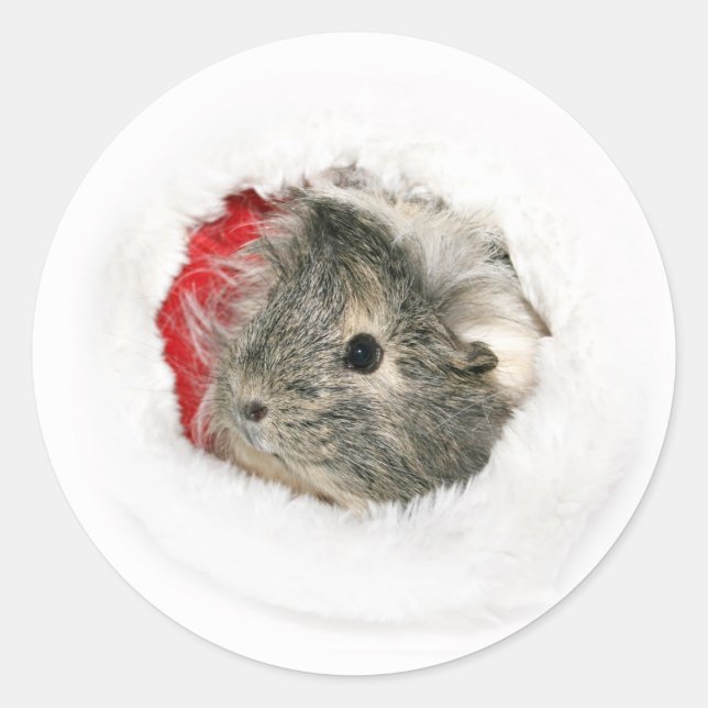 Guinea Pig Christmas sticker (Front)