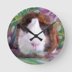 Guinea pig clock