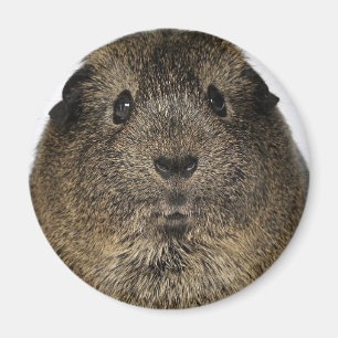 Guinea Pig Close Up Magnet