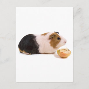 guinea pig eating an apple postcard