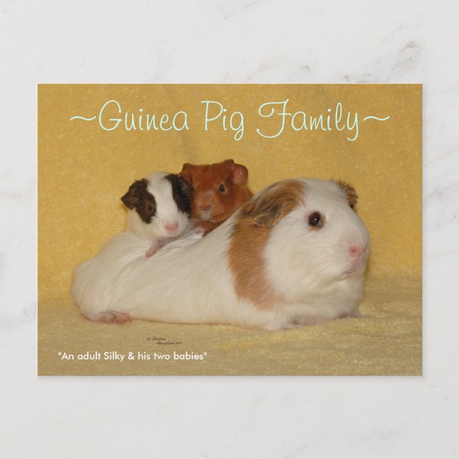 Guinea Pig Family Postcard (Front)