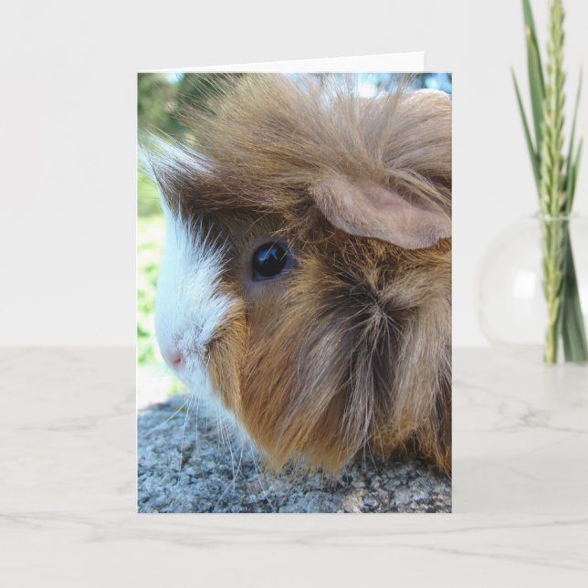 Guinea Pig Female Portrait Card (Front)