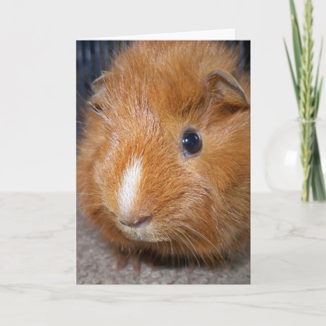 Guinea Pig Greeting Card (Front)