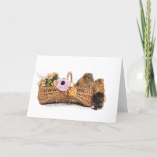 guinea pig in a basket card