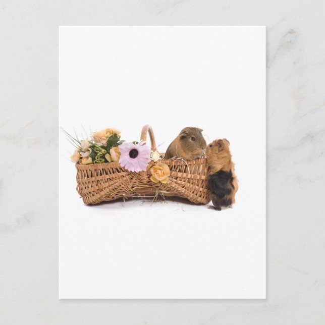 guinea pig in a basket postcard (Front)