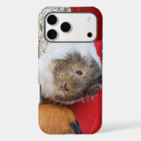 Guinea pig in a cage