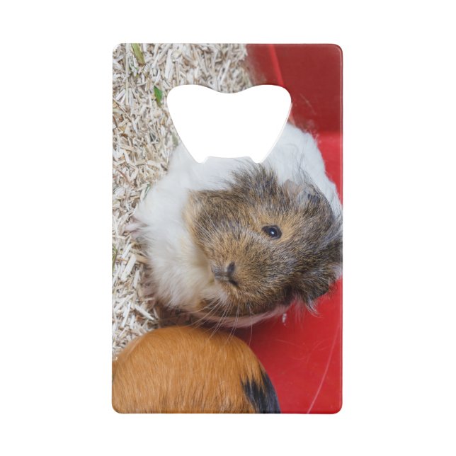 Guinea pig in a cage (Front)