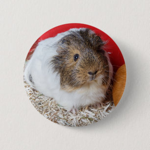 Guinea pig in a cage 6 cm round badge