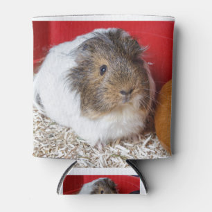 Guinea pig in a cage can cooler