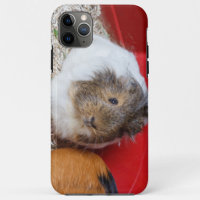 Guinea pig in a cage