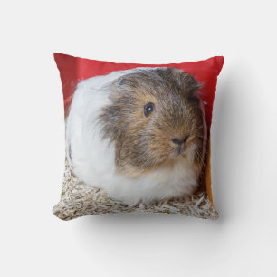 Guinea pig in a cage cushion