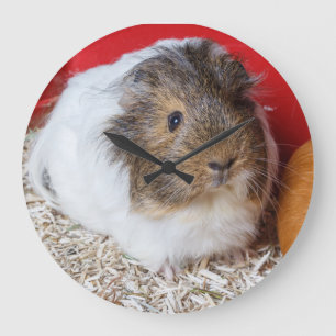Guinea pig in a cage large clock