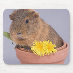 guinea pig in a flowerpot mouse pad