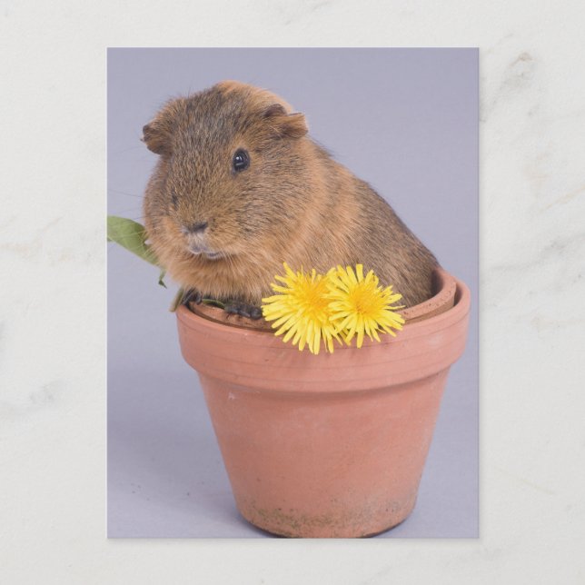 guinea pig in a flowerpot postcard (Front)
