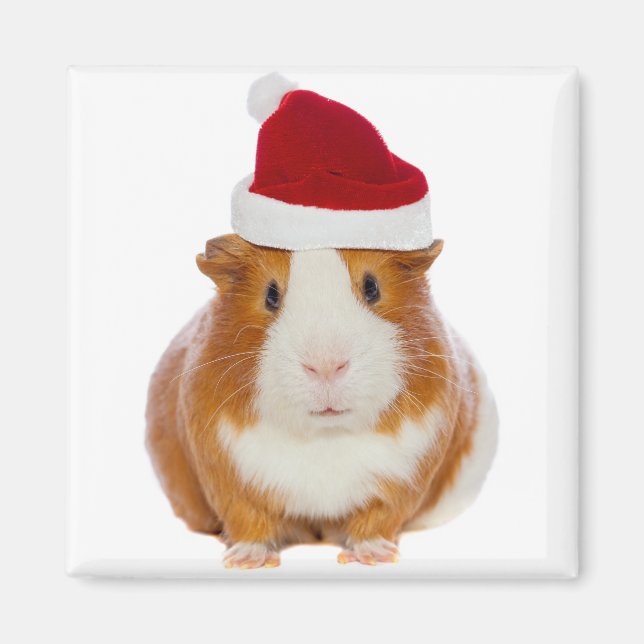 Guinea Pig in Santa's hat Magnet (Front)