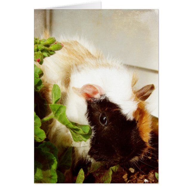 Guinea Pig in the Flowers (Front)