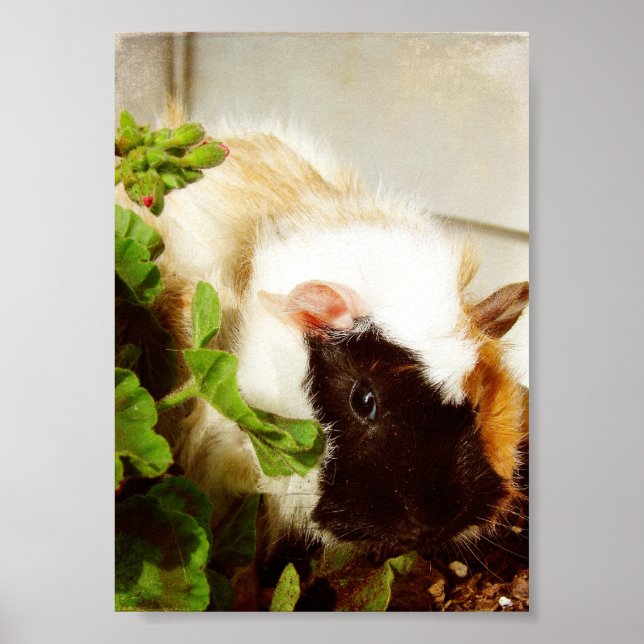 Guinea Pig in the Flowers Poster (Front)