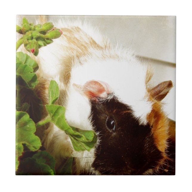 Guinea Pig in the Flowers Tile (Front)