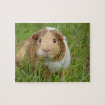 Guinea Pig
