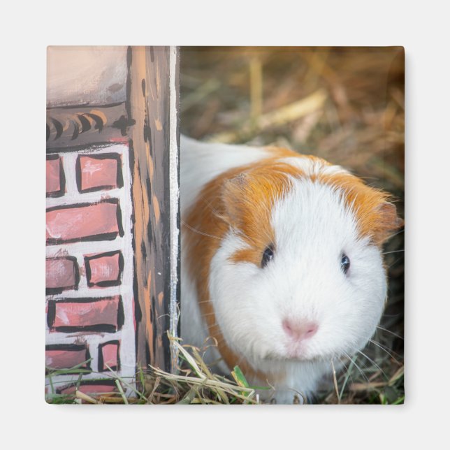 Guinea pig magnet (Front)