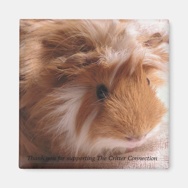 Guinea Pig Magnet #1 (Front)