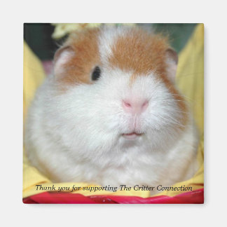 Guinea Pig Magnet #2
