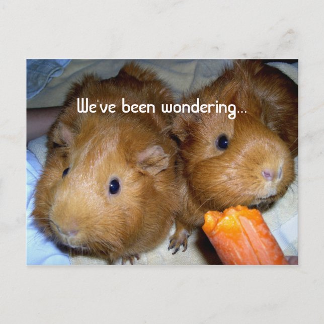 Guinea Pig Miss You Postcard (Front)