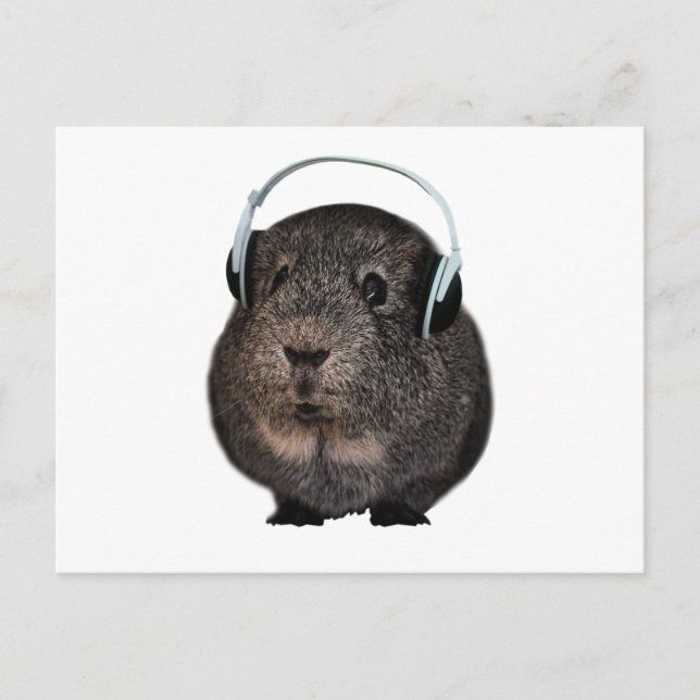 Guinea Pig Music Pet Postcard (Front)