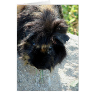 Guinea Pig on Rock