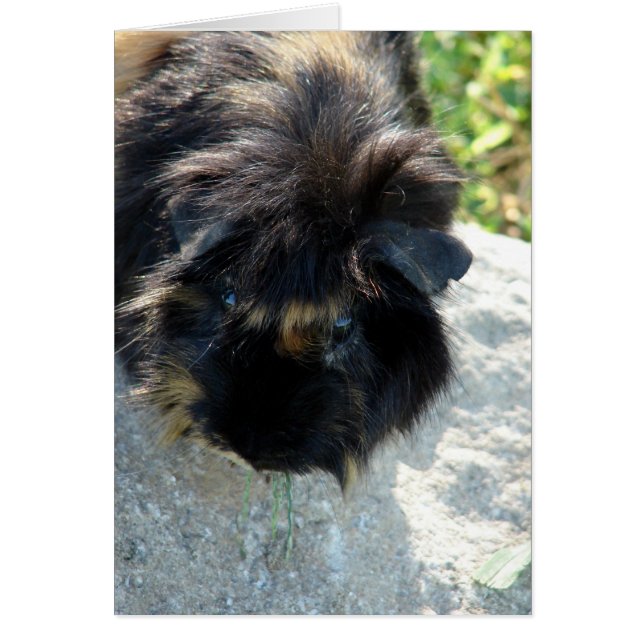 Guinea Pig on Rock (Front)