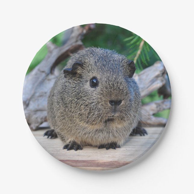 Guinea Pig Paper Plate (Front)
