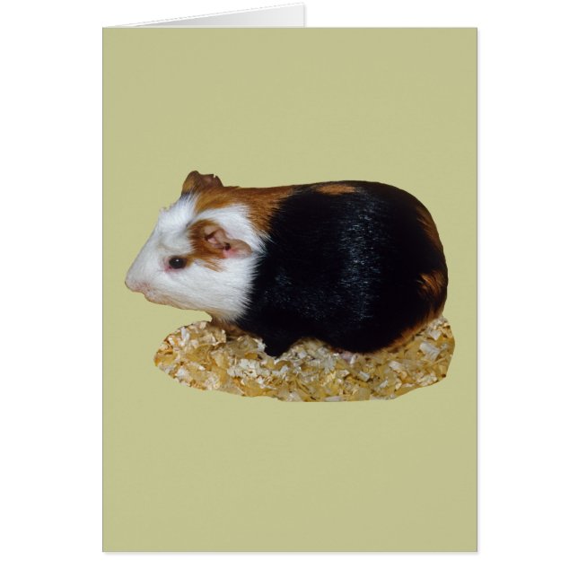Guinea Pig Pet (Front)