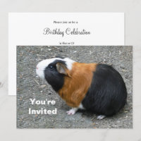Guinea Pig Photo Birthday