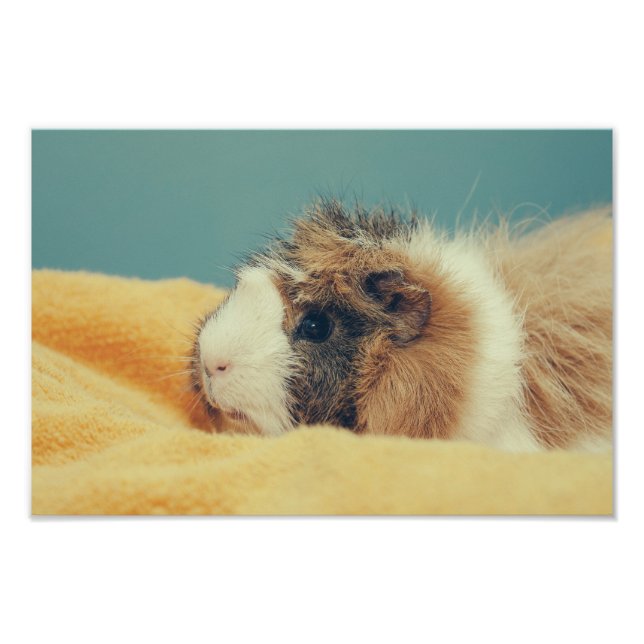 Guinea pig photo print (Front)