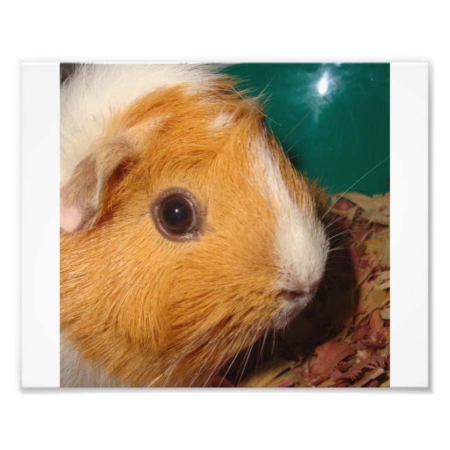 Guinea Pig Photo Print (Front)