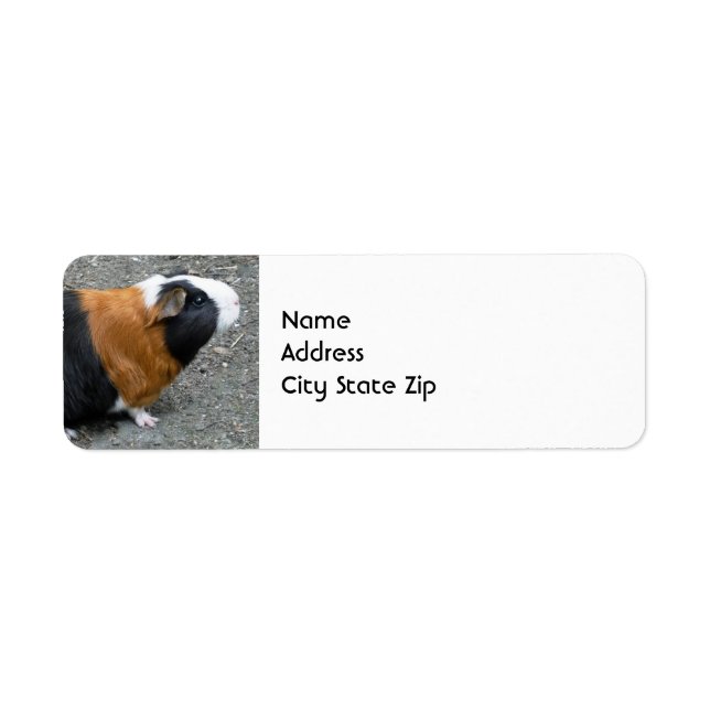 Guinea Pig Photo Return Address Label (Front)