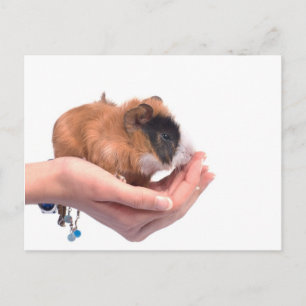 guinea pig postcard