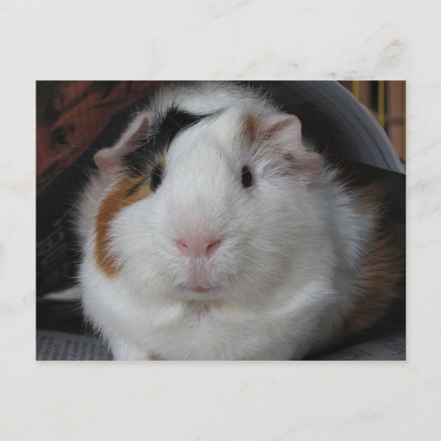 Guinea Pig Postcard (Front)