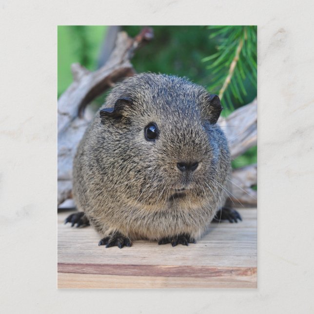 Guinea Pig Postcard (Front)