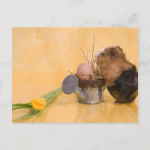 guinea pig postcard
