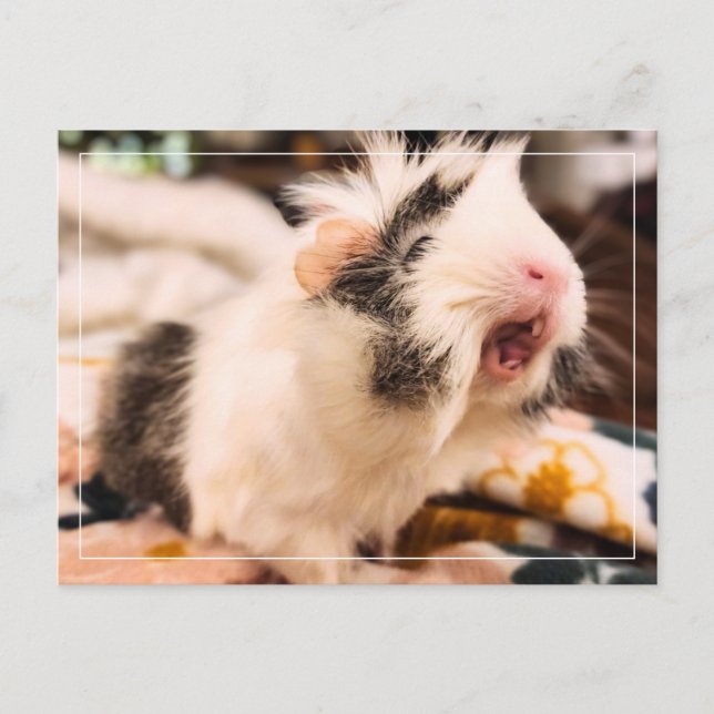 Guinea Pig Postcard (Front)