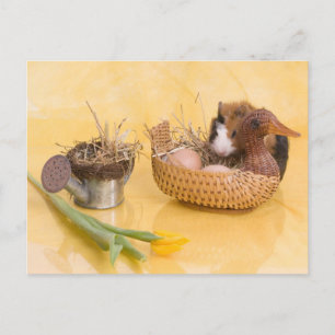 guinea pig postcard