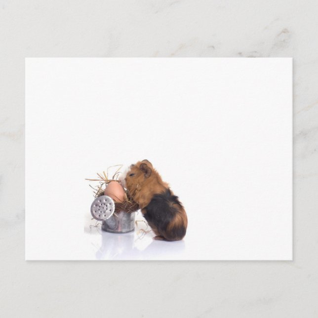 guinea pig postcard (Front)