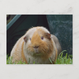 Guinea pig postcard