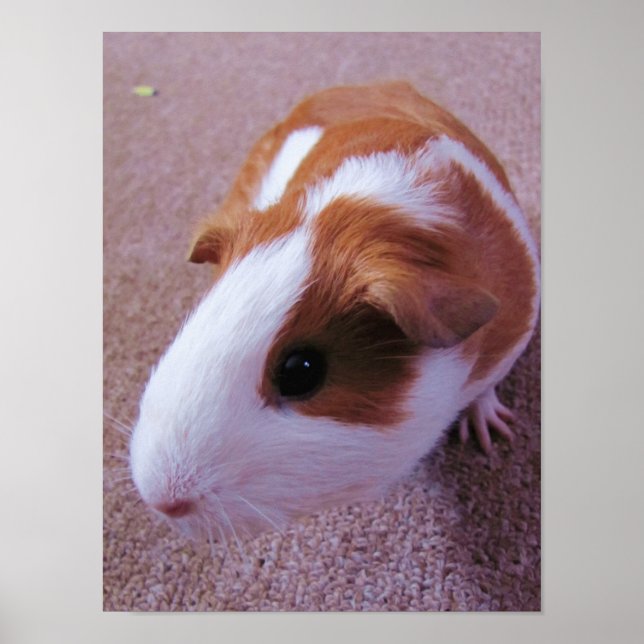 Guinea Pig Poster (Front)