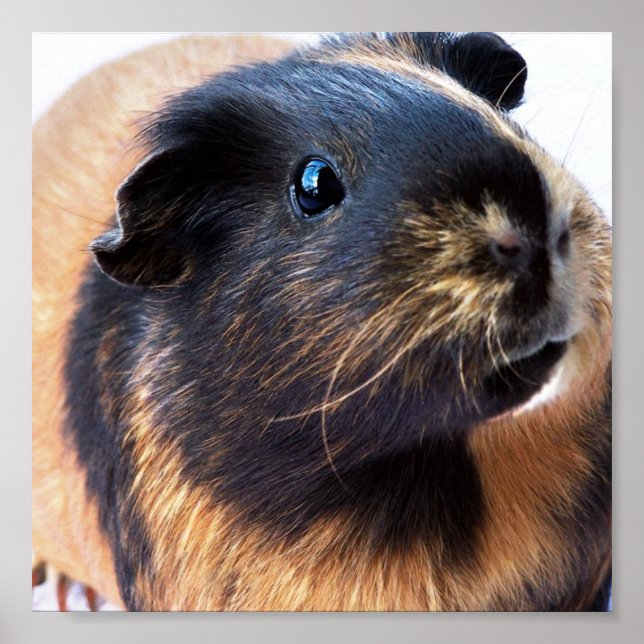 Guinea-Pig Poster (Front)