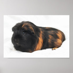 Guinea Pig Poster