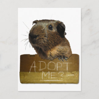 Guinea Pig Rescue Adoption Postcard