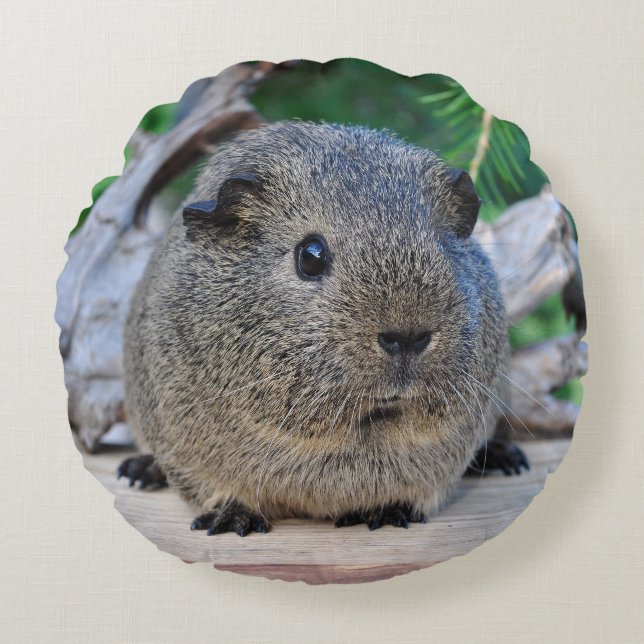 Guinea Pig Round Cushion (Front)